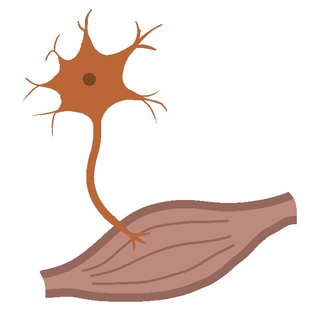 看護師が知っておきたい筋萎縮性側索硬化症